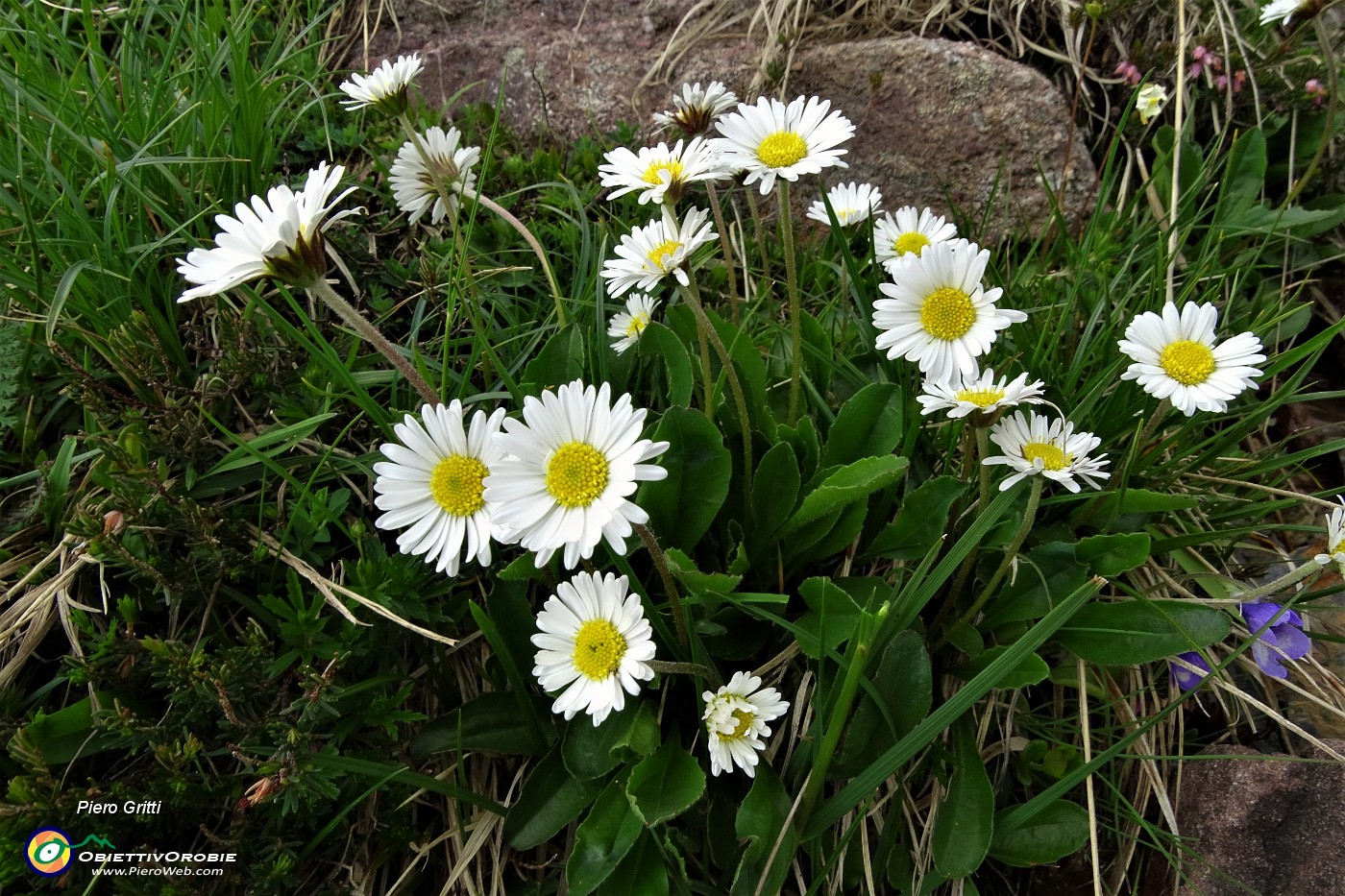 90 Bianche margherite d'Alpe.JPG